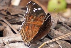 Ypsolophus hamella - Natal-Stiefmütterchen (Braunes Stiefmütterchen)